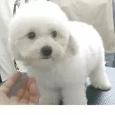 ビションフリーゼ