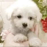 ビションフリーゼ