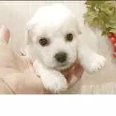 ビションフリーゼ