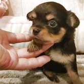 チワワ(ロング)