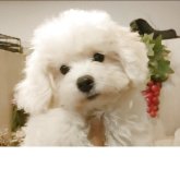 ビションフリーゼ