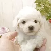 ビションフリーゼ