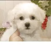 ビションフリーゼ