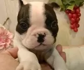 フレンチブルドッグ【愛知県・男の子・2024年10月28日・パイド.】の写真2