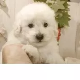 タイニープードル【愛知県・男の子・2025年8月14日・ホワイト.】の写真2