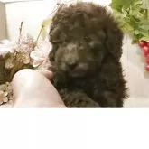 ティーカッププードル【愛知県・男の子・2025年7月24日・シルバー】の写真7