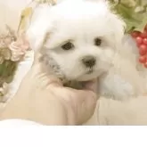 マルチーズ【愛知県・女の子・2025年9月12日・ホワイト】の写真2