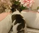 フレンチブルドッグ【愛知県・男の子・2024年12月11日・パイド.】の写真3