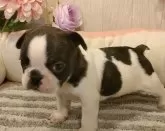 フレンチブルドッグ【愛知県・女の子・2024年12月14日・パイド】の写真3