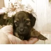 ミニチュアダックスフンド(ロング)【愛知県・女の子・2025年8月15日・シェーデッドイエロー.】の写真3