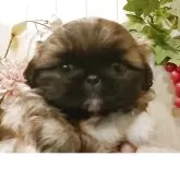 ペキニーズ【愛知県・女の子・2025年10月10日・フォーン】の写真3