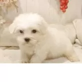 マルチーズ【愛知県・男の子・2025年9月2日・ホワイト】の写真3