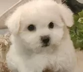 ビションフリーゼ【愛知県・女の子・2024年11月5日・ホワイト.】の写真3