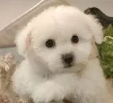 ビションフリーゼ【愛知県・女の子・2024年11月5日・ホワイト.】の写真4