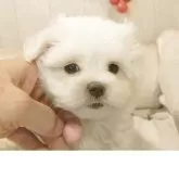 マルチーズ【愛知県・女の子・2025年9月12日・ホワイト】の写真8