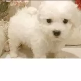 ビションフリーゼ【愛知県・男の子・2025年9月20日・ホワイト.】の写真7