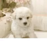 ビションフリーゼ【愛知県・女の子・2025年9月10日・ホワイト】の写真4