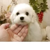 マルチーズ【愛知県・男の子・2025年6月25日・ホワイト.】の写真4