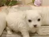 マルチーズ【愛知県・男の子・2024年11月21日・ホワイト】の写真4
