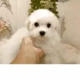 マルチーズ【愛知県・男の子・2025年6月25日・ホワイト.】の写真5