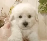 タイニープードル【愛知県・男の子・2025年8月14日・ホワイト.】の写真5