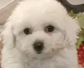 ビションフリーゼ【愛知県・男の子・2024年11月11日・ホワイト】の写真6