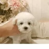 ビションフリーゼ【愛知県・女の子・2025年8月30日・ホワイト】の写真11