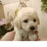 ビションプー(ビションフリーゼ×トイプードル)【愛知県・男の子・2025年8月25日・クリーム】の写真12