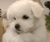 ビションフリーゼ【愛知県・女の子・2024年11月5日・ホワイト.】の写真6