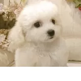 ビションフリーゼ【愛知県・男の子・2025年8月4日・ホワイト.】の写真2