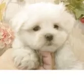 マルチーズ【愛知県・女の子・2025年9月12日・ホワイト】の写真4