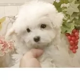 ビションフリーゼ【愛知県・女の子・2025年8月30日・ホワイト】の写真5