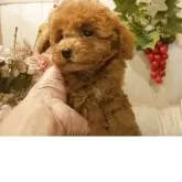 ティーカッププードル【愛知県・女の子・2025年8月1日・レッド】の写真3