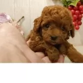 ティーカッププードル【愛知県・女の子・2025年7月24日・レッド】の写真10