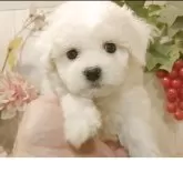 ビションフリーゼ【愛知県・男の子・2025年9月20日・ホワイト.】の写真3