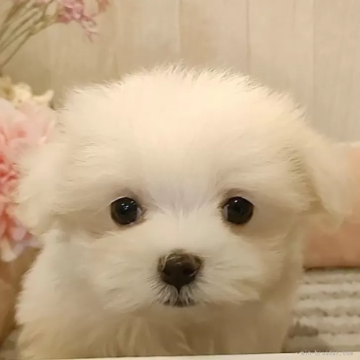 N.T 様のお迎えした子犬