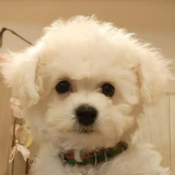 ID：2304-03775の子犬