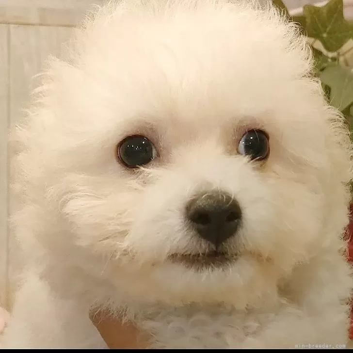 ID:2409-05505の子犬