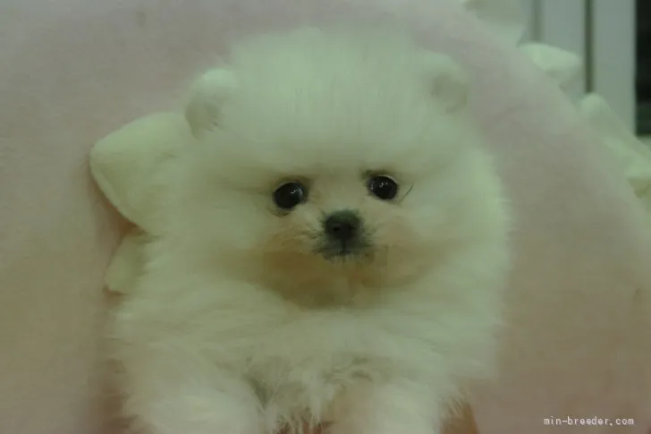 Y.Ｉ 様のお迎えした子犬