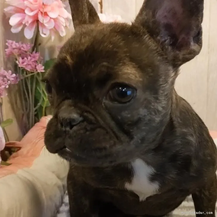 T.W 様のお迎えした子犬