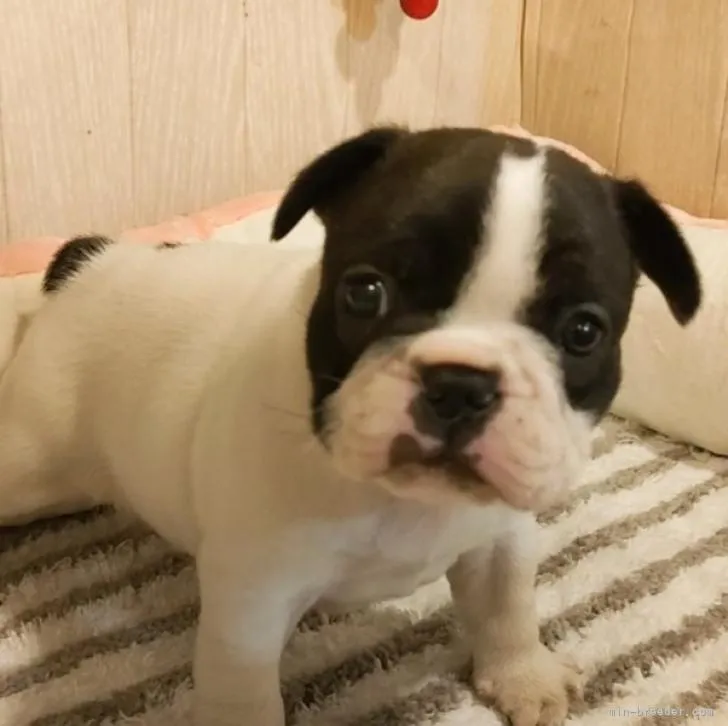 ID:2211-02383の子犬