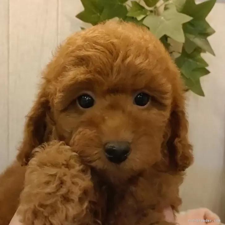 ID：2408-00765の子犬