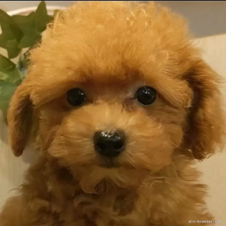 ID：2409-04128の子犬