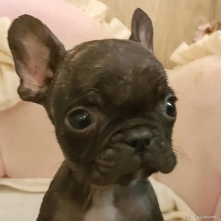 ID：2206-00343の子犬