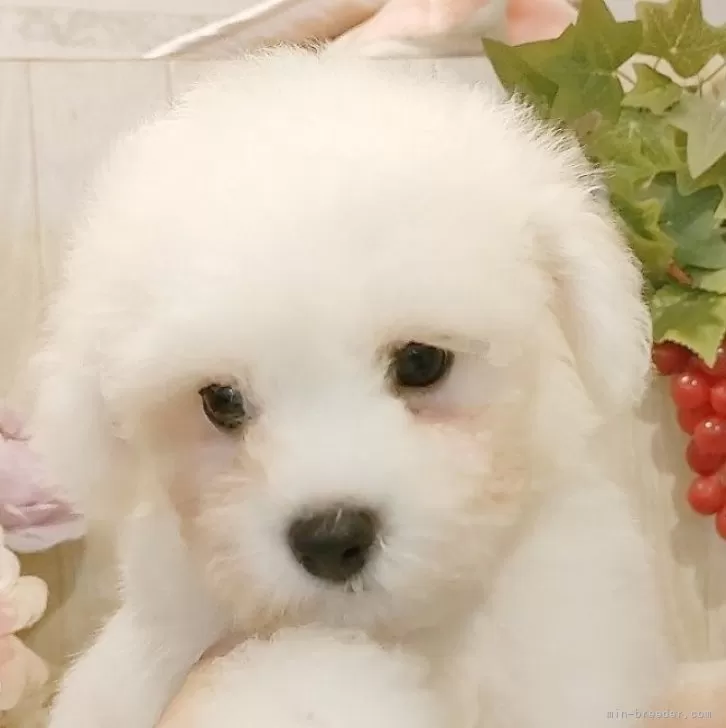 ID:2407-08088の子犬