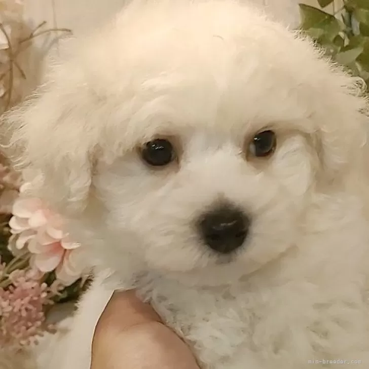 ID:2409-07768の子犬