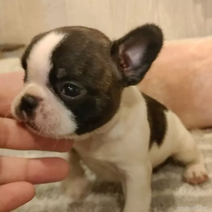 ID:2408-04361の子犬