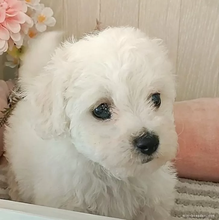 ID：2402-00668の子犬