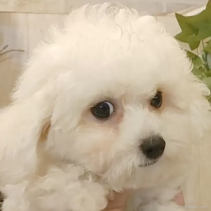 ID:2409-05762の子犬