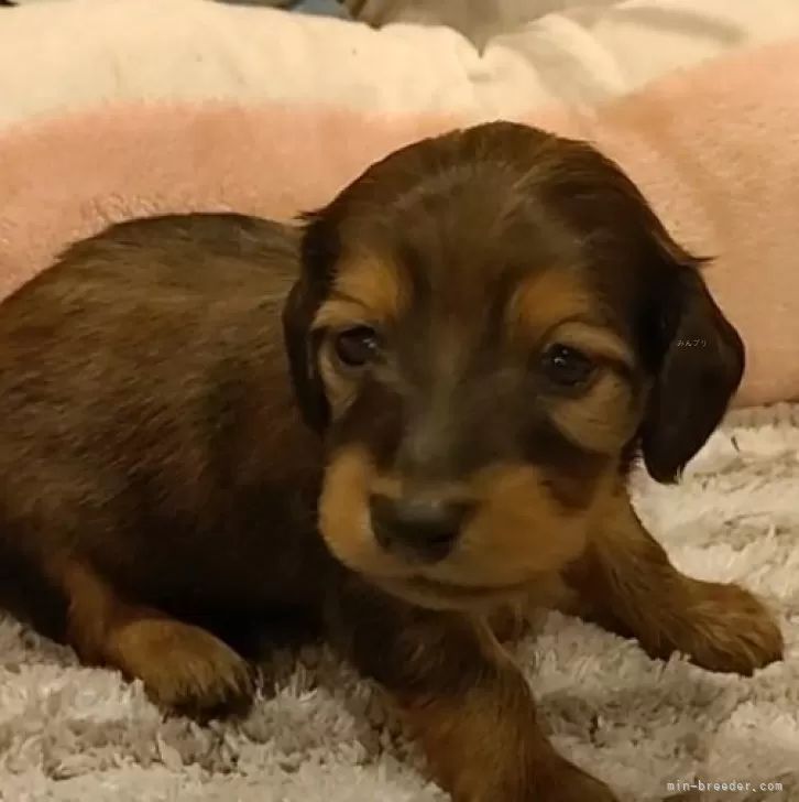 ID：2312-05167の子犬